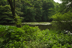 明治神宮御苑の睡蓮