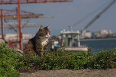 海をみつめる猫