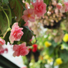 植物園写生日記　５