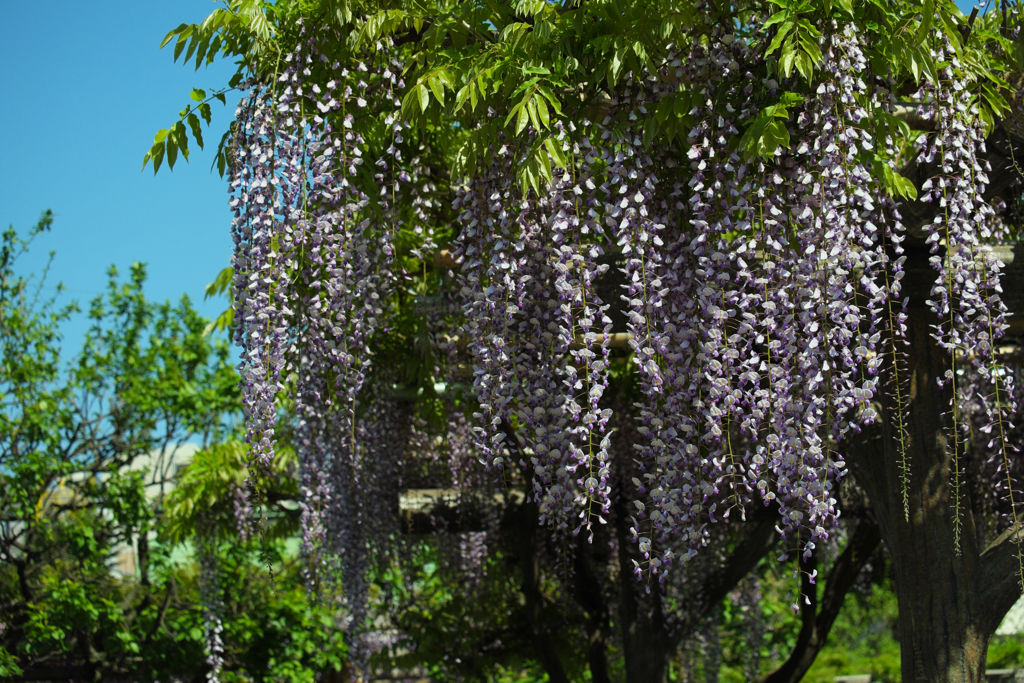 藤の花