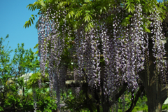 藤の花