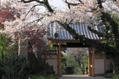 お寺の桜も