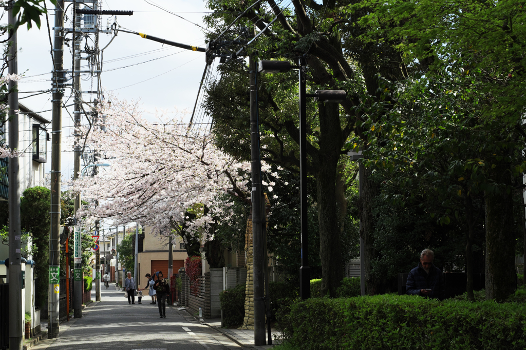 荻窪下町の春