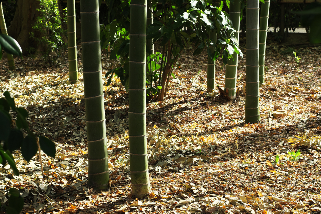 大田黒公園にて　２