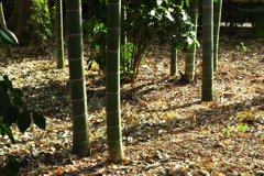 大田黒公園にて　２