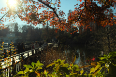 井の頭公園を散策