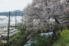 桜と電車と宮島と