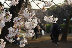 新宿御苑の桜