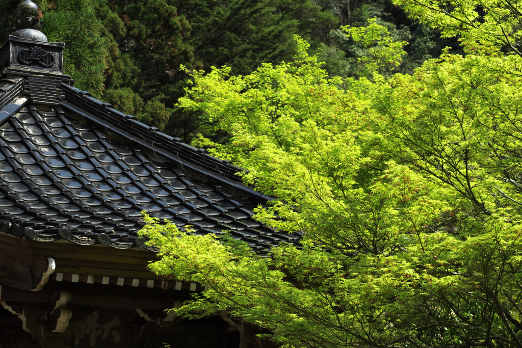 新緑がまぶしいくらいです