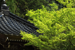 新緑がまぶしいくらいです