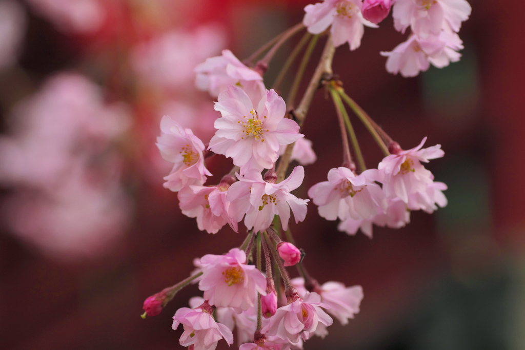 桃色の桜が健気で