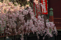 枝垂れ桜