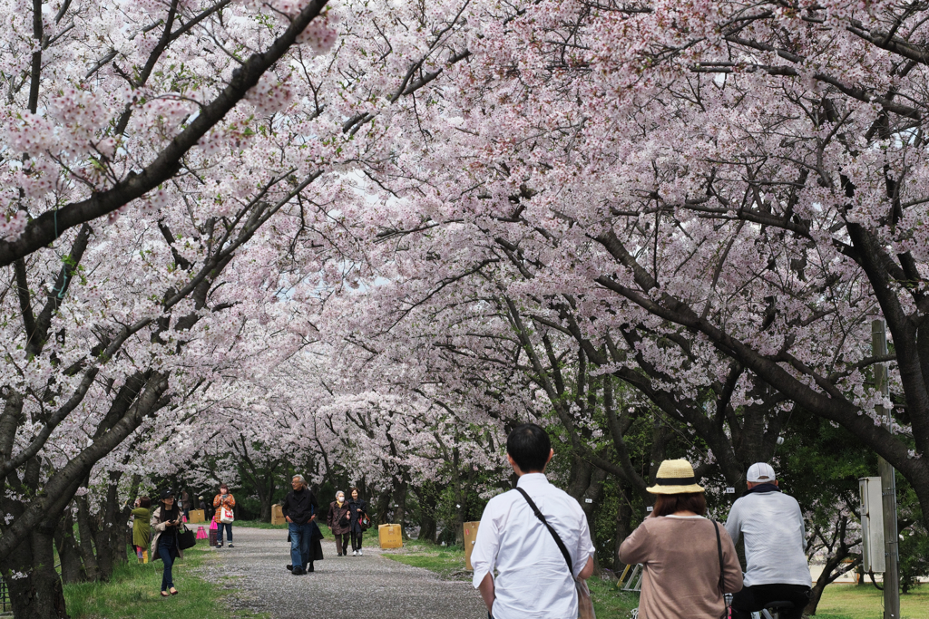 廿日市の桜並木