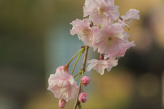 桜の種類はわかりません