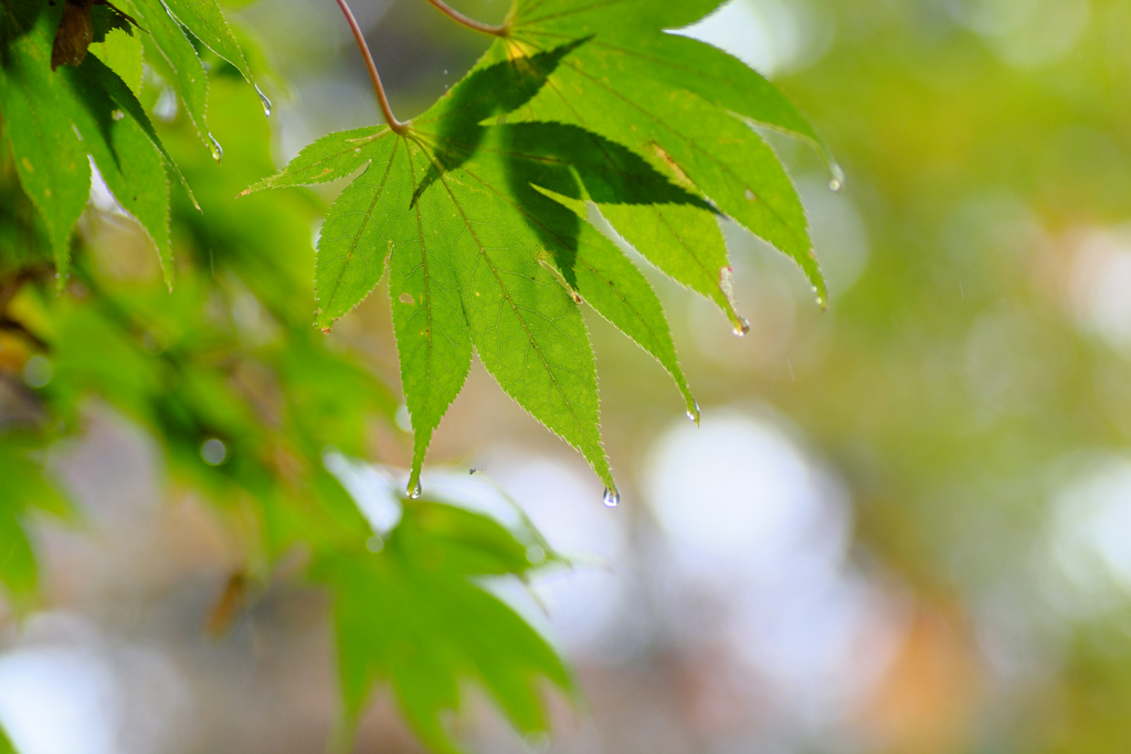 雨の中のもみじ４