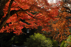 今年はこれが最後よ