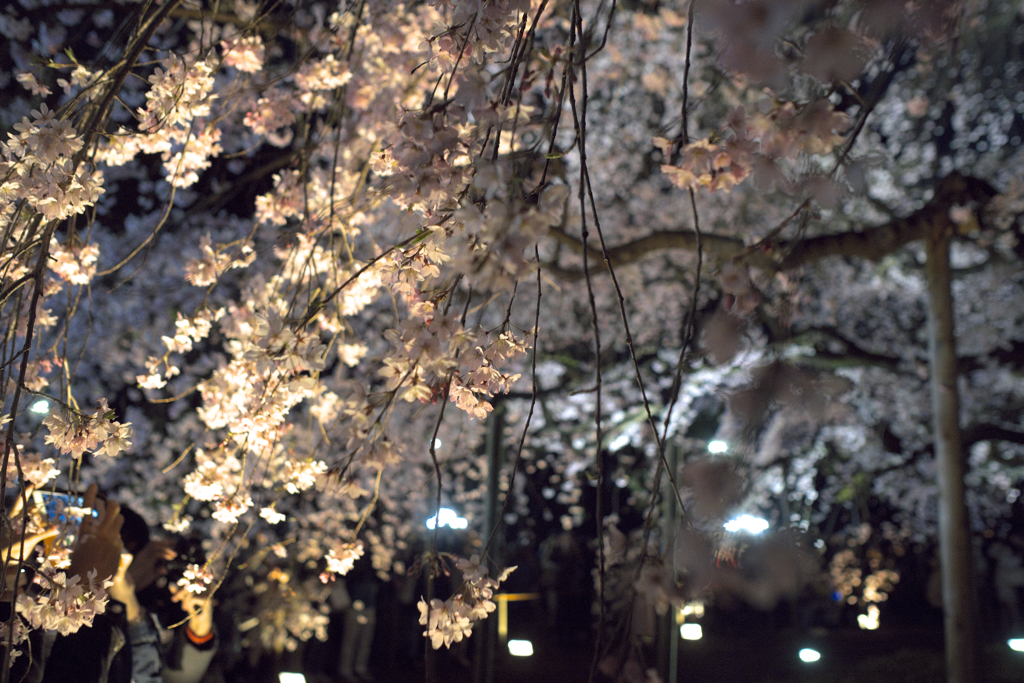 六義園の枝垂れ桜