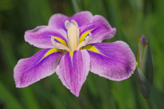 花菖蒲　３