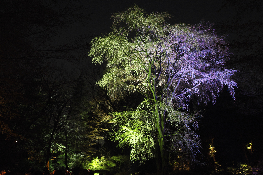 六義園の夜桜
