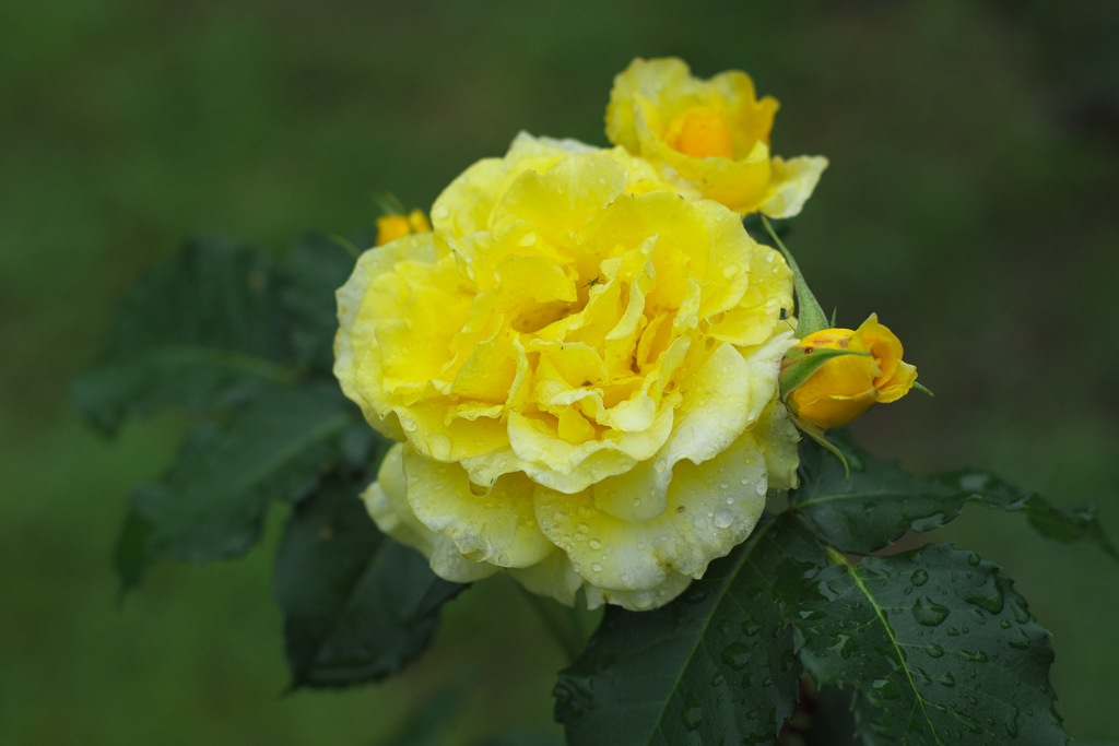 花の真ん中の虫にピントを合わせたつもりですが･･･