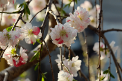 お寺の境内にあった桜