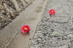 雨後に落ちた椿