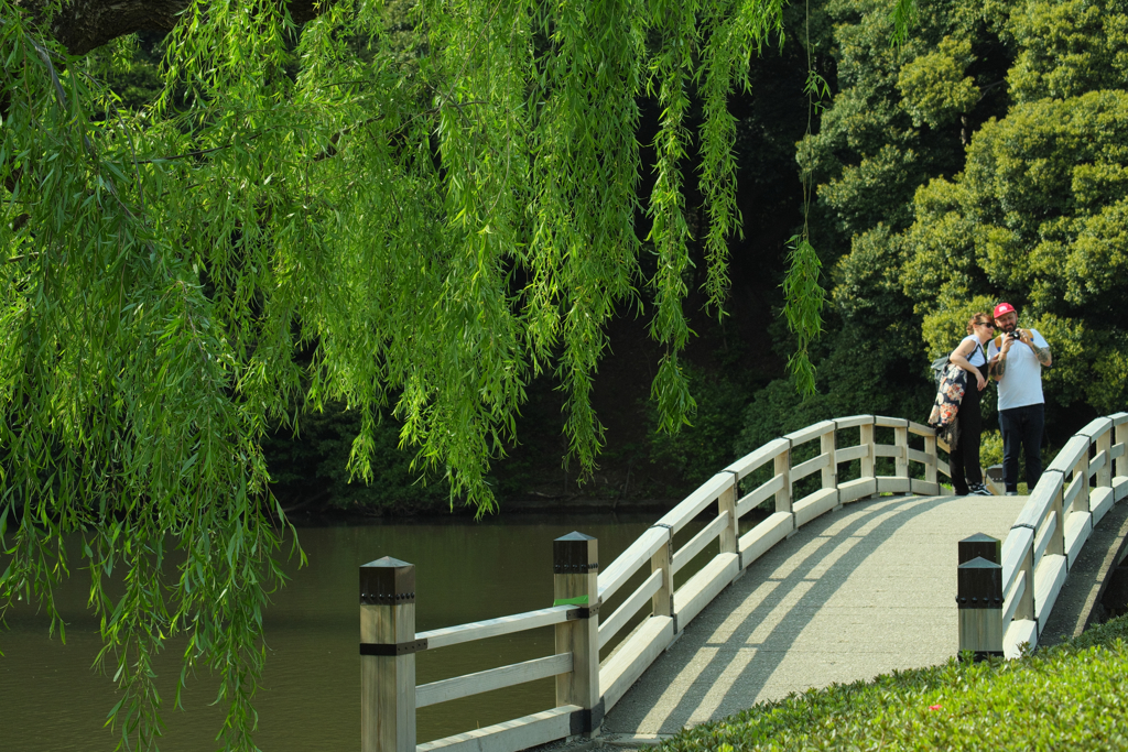 柳がきれいです