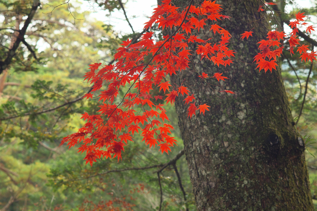 紅葉たち③