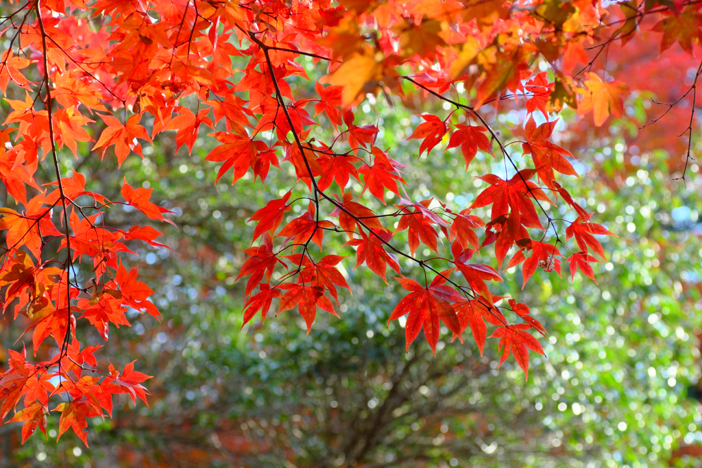 宮島の紅葉１