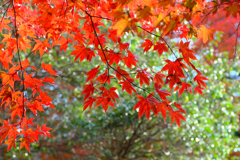 宮島の紅葉１