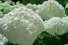 真っ白な紫陽花