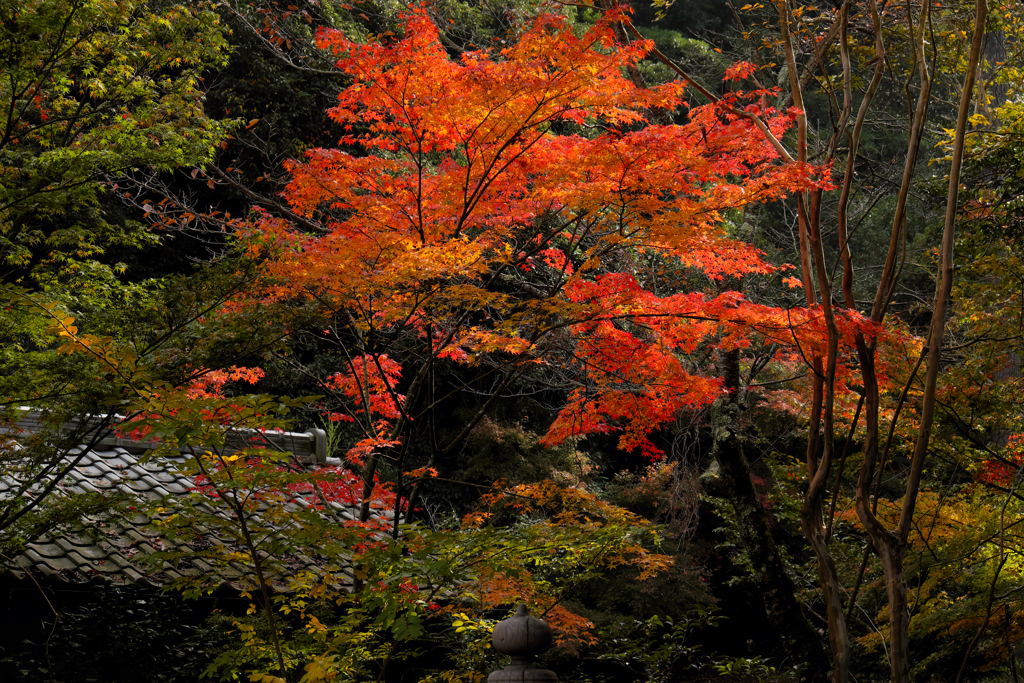 宮島・大聖院の紅葉