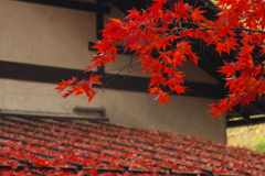 紅葉たち④
