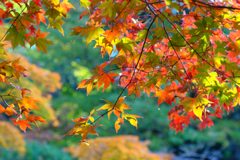 宮島の紅葉５