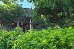 村の鎮守の神さまの～