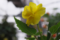 植物園写生日記　２