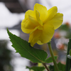 植物園写生日記　２