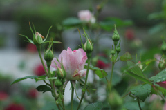 本格的な開花はこれから