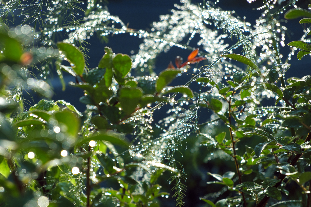 宝石のようでした