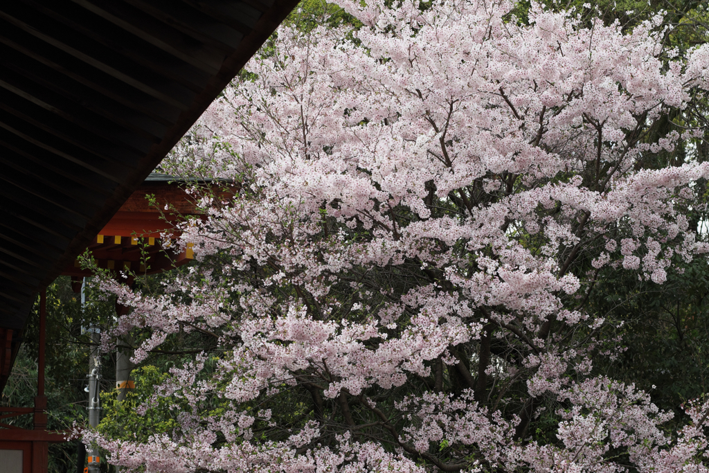 地御前神社の桜