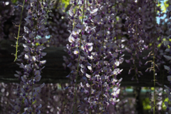 藤の花