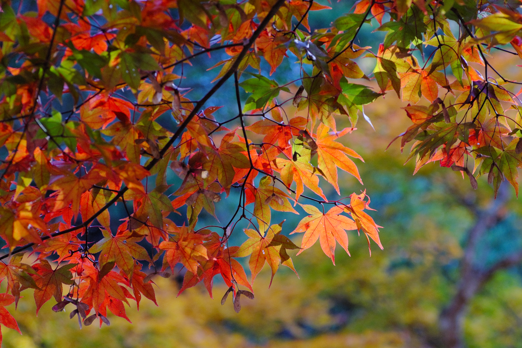宮島の紅葉４