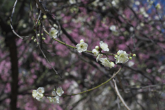 梅の花