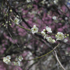 梅の花