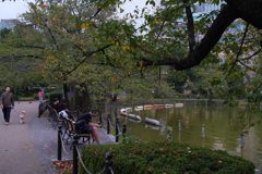 不忍池で