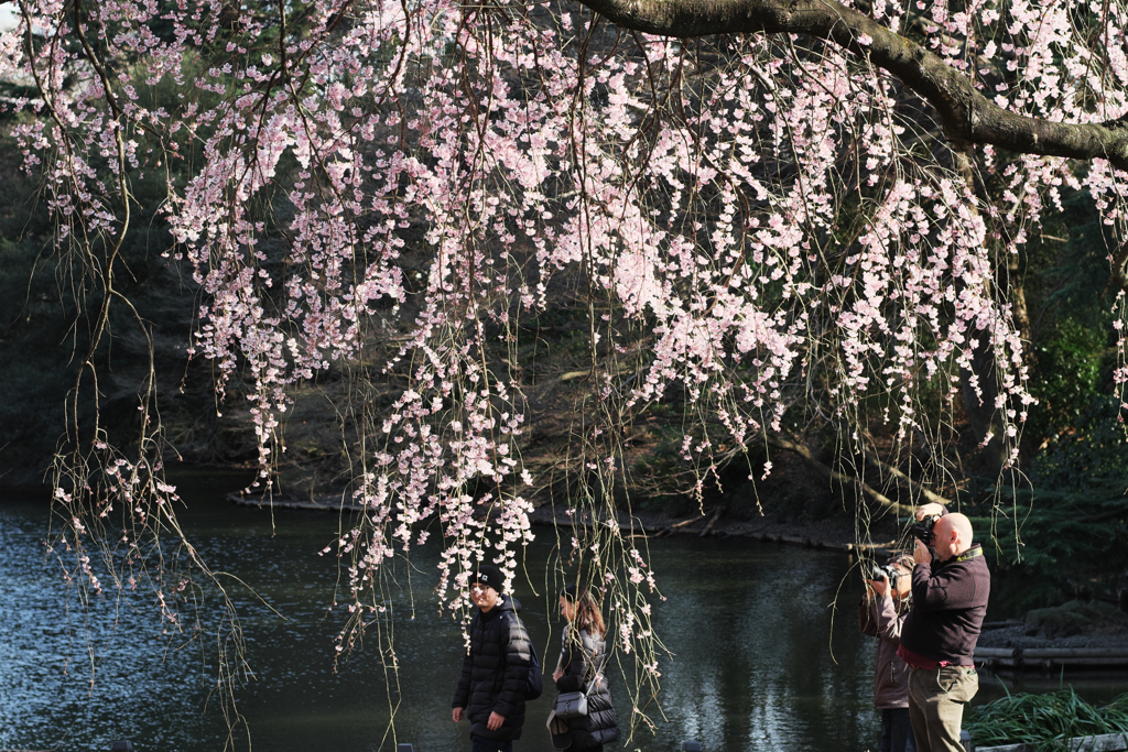 枝垂れ桜