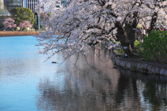 桜と水鳥、そして人々