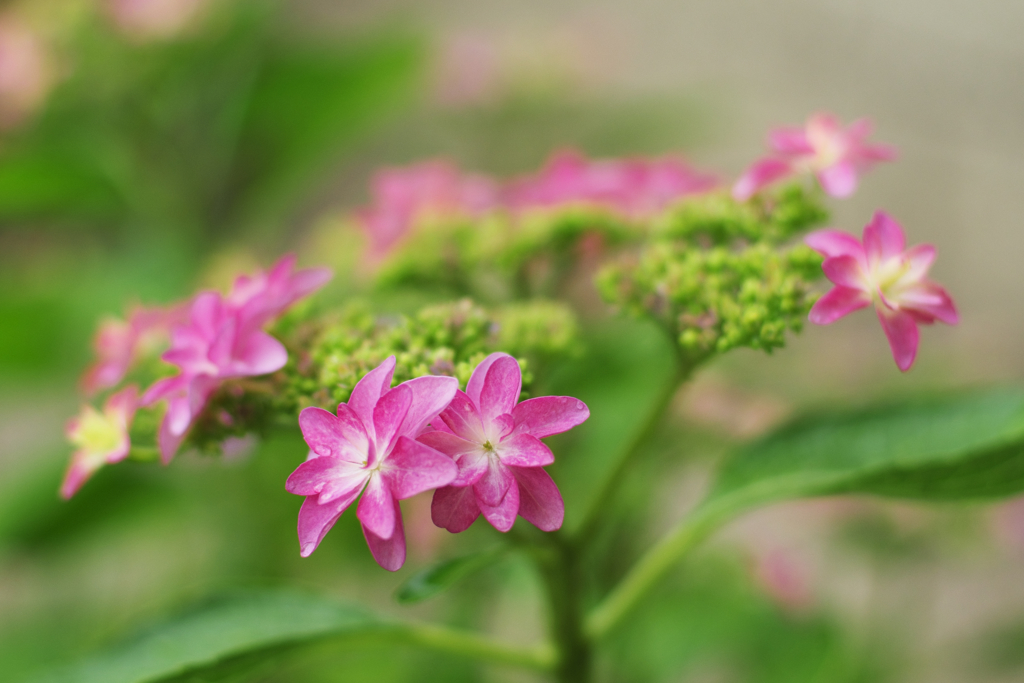 ガクアジサイ　３