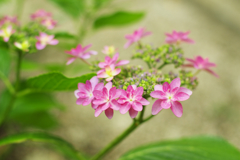 ガクアジサイ　２