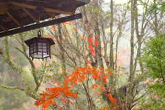 雨の中のもみじ５